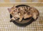 Maximus - Scottish Straight Cat For Sale - Holland&comma; PA&comma; US