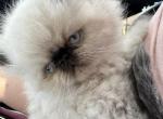 smooshy - Himalayan Cat For Sale - Barrington&comma; IL&comma; US