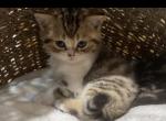 Saffron - Scottish Straight Cat For Sale - North Richland Hills&comma; TX&comma; US