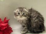 Wild Child - Scottish Fold Cat For Sale - North Richland Hills&comma; TX&comma; US