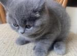 Gary - Scottish Fold Cat For Sale - North Richland Hills&comma; TX&comma; US