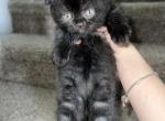 Mun - Munchkin Cat For Sale - Houston&comma; TX&comma; US