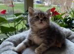 Lola - Scottish Straight Cat For Sale - Brooklyn&comma; NY&comma; US