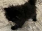 CHEWIE CHARLES - Persian Cat For Sale - Clay&comma; PA&comma; US