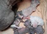 URSULA'S LITTER - Devon Rex Cat For Sale - Stanford&comma; MT&comma; US