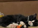 Fernando - Siberian Cat For Sale - Clintwood&comma; VA&comma; US