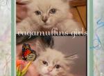 Ragamuffins - Ragamuffin Cat For Sale - Niles, OH, US