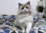 Jinx - Ragdoll Cat For Sale - Tuscaloosa&comma; AL&comma; US