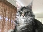 Silver cream purebred Maine Coon baby girl calico - Maine Coon Cat For Sale - 
