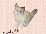 Bunny seal tortie female - Ragdoll Cat For Sale - Minerva&comma; OH&comma; US