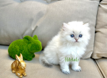 Colorpoint blue eyed British kittens - British Shorthair Cat For Sale - Thornton&comma; CO&comma; US