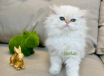 Blue eyed colorpoint British female kitten - British Shorthair Cat For Sale - Thornton&comma; CO&comma; US