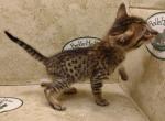 Savannah F6SBT BST female - Savannah Cat For Sale - Franklin&comma; NC&comma; US