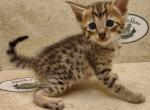 Savannah F6SBT BST male - Savannah Cat For Sale - Franklin&comma; NC&comma; US