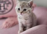 BIRKIN - British Shorthair Cat For Sale - Grand Rapids&comma; MI&comma; US