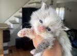 Seal mitted with blaze - Ragdoll Cat For Sale - Butler&comma; PA&comma; US