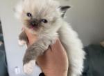 Pending - Ragdoll Cat For Sale - Butler&comma; PA&comma; US