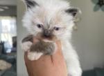 Pending - Ragdoll Cat For Sale - Butler&comma; PA&comma; US