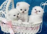 Blue eyes kittens - Scottish Fold Cat For Sale - Sunnyvale&comma; CA&comma; US