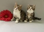 Betty &Boo Boo - Scottish Straight Cat For Sale - North Richland Hills&comma; TX&comma; US