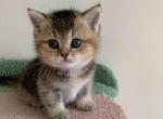 Lord - British Shorthair Cat For Sale - Brooklyn&comma; NY&comma; US
