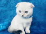 RESERVED Morty - Scottish Fold Cat For Sale - Sunnyvale&comma; CA&comma; US