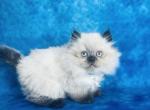 Zuko - Scottish Straight Cat For Sale - Sunnyvale&comma; CA&comma; US
