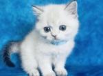 Momo - Scottish Straight Cat For Sale - Sunnyvale&comma; CA&comma; US