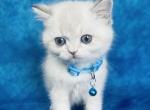Momo with blue eyes - British Shorthair Cat For Sale - Sunnyvale&comma; CA&comma; US