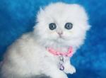 Toph - Scottish Fold Cat For Sale - Sunnyvale&comma; CA&comma; US