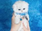 RESERVED Bumi - Scottish Fold Cat For Sale - Sunnyvale&comma; CA&comma; US