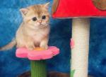 RESERVED Pepper - Scottish Straight Cat For Sale - Sunnyvale&comma; CA&comma; US