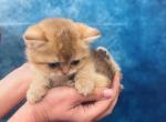 RESERVED Pepper golden color - British Shorthair Cat For Sale - Sunnyvale&comma; CA&comma; US