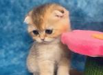 RESERVED Appa - Scottish Fold Cat For Sale - Sunnyvale&comma; CA&comma; US