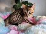 Gorgeous Bengal Kittens - Bengal Cat For Sale - VA&comma; US