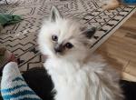 Bunny - Ragdoll Cat For Sale - Attica&comma; MI&comma; US