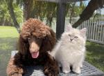 Odysseia - Siberian Cat For Sale - Melbourne&comma; FL&comma; US