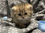 Scotch - Scottish Fold Cat For Sale - Gainesville&comma; GA&comma; US