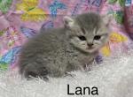 Lana - British Shorthair Cat For Sale - Gainesville&comma; GA&comma; US