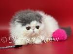 Sophia - Persian Cat For Sale - Yucca Valley&comma; CA&comma; US