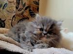 The Jackson five - Persian Cat For Sale - Muscle Shoals&comma; AL&comma; US