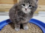 S'more - Maine Coon Cat For Sale - Montgomery&comma; MA&comma; US