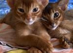 Red boy - Abyssinian Cat For Sale - Victorville&comma; CA&comma; US