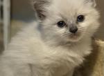 Blue Boy - Ragdoll Cat For Sale - Chambersburg&comma; PA&comma; US