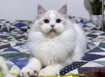 Whiskey - Ragdoll Cat For Sale - Tuscaloosa&comma; AL&comma; US