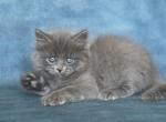 YAKHONT IZ TVERSKOGO KNYAZHESTVA - Siberian Cat For Sale - NY&comma; US