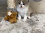 Maverick - Ragdoll Cat For Sale - Freeburg&comma; PA&comma; US
