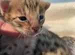 F3 Savannah Otto - Savannah Cat For Sale - Camden&comma; NJ&comma; US