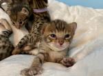 F3 Savannah Sasha - Savannah Cat For Sale - Camden&comma; NJ&comma; US