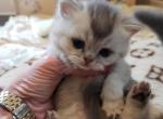 Daisy - British Shorthair Cat For Sale - Grand Rapids&comma; MI&comma; US